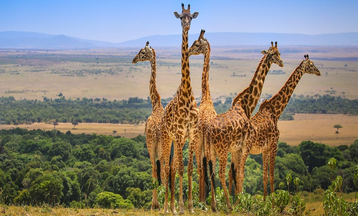Luxury Tailor-Made African Safari