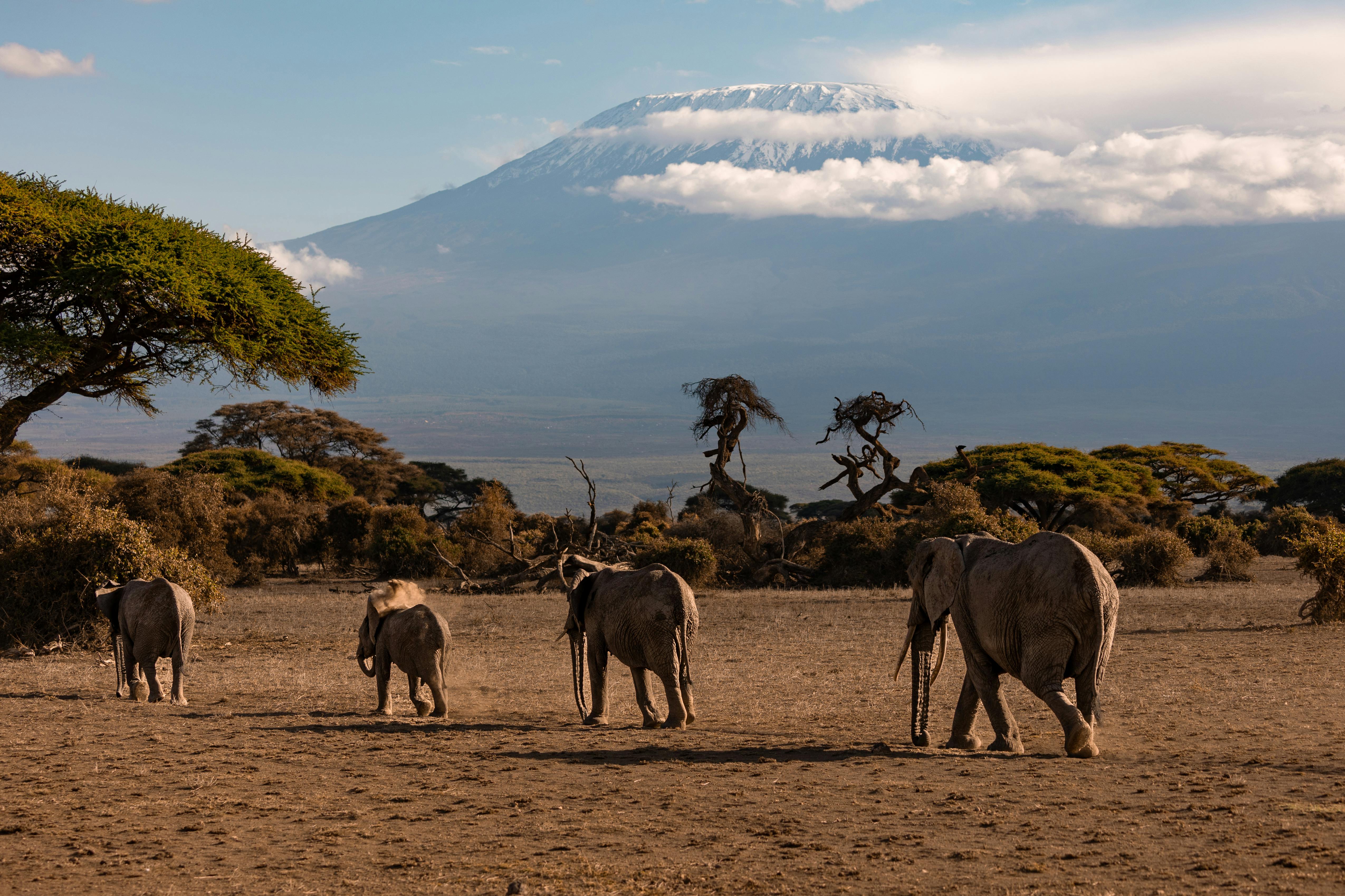 Luxury African Safari - Toto Tembo Safaris