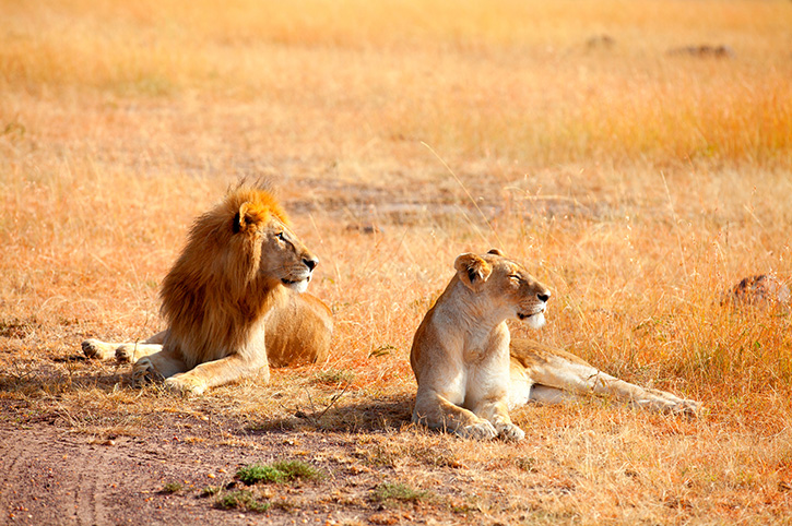 5 Days 4 Nights Masai Mara, Lake Nakuru & Lake Naivasha Safari safari