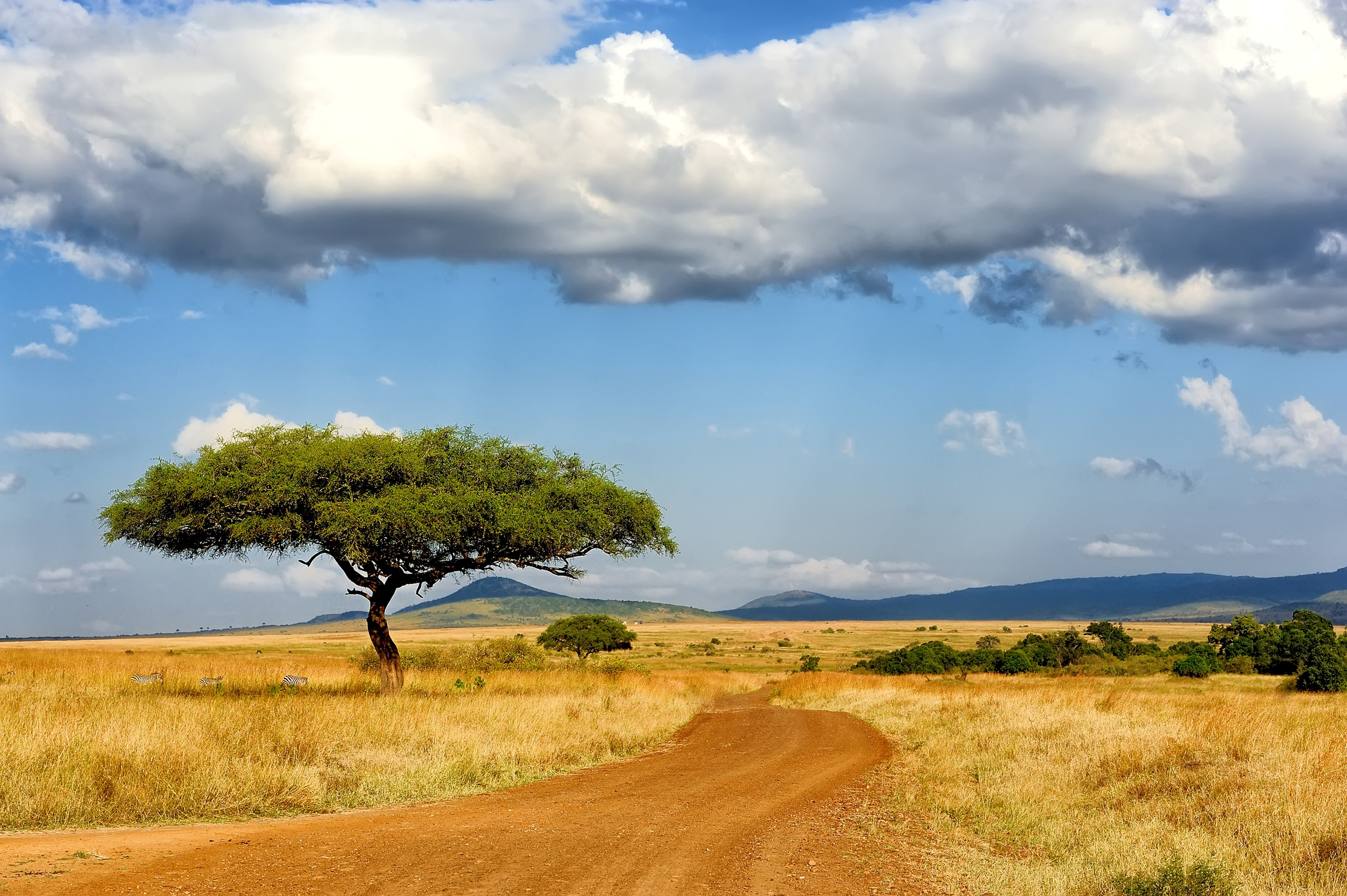 African Wildlife Safari Experience
