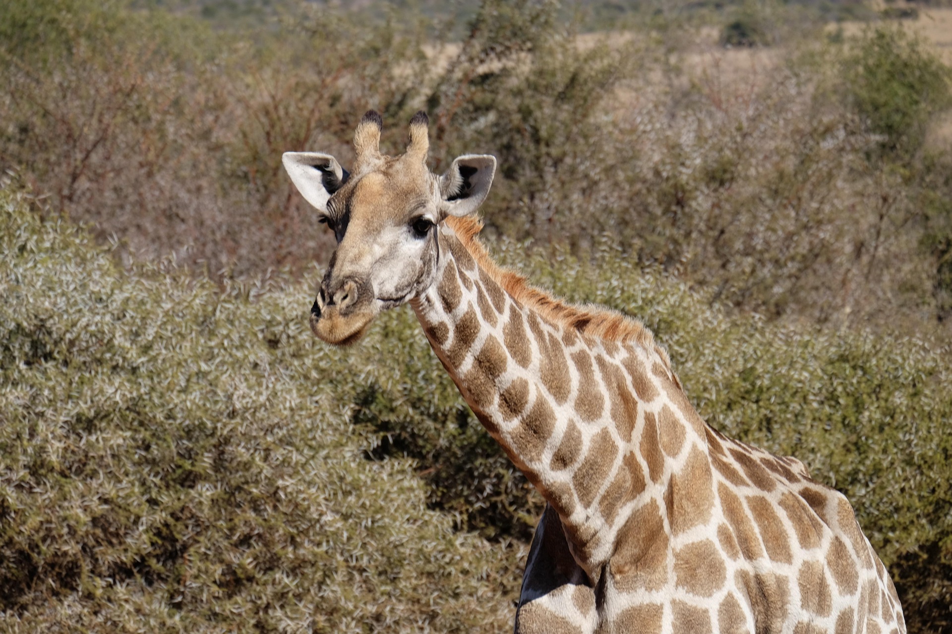06 Days and 05 Nights in Johannesburg and Kruger National Park